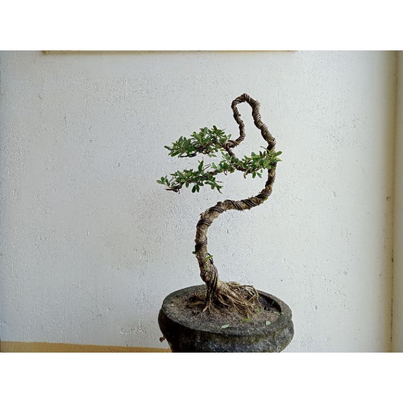 linh sam bonsai