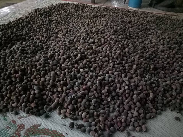 1kg Quả Sim Rừng Khô
