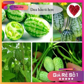 HẠT GIỐNG DƯA HẤU MINI - 10 hạt LUCKY.VN