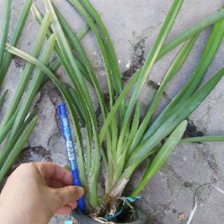 Kiếm đỏ mỹ lai kiếm đỏ thái