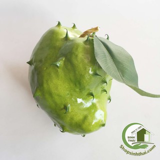 Trái mãng cầu gai - quả mãng cầu giả cao cấp