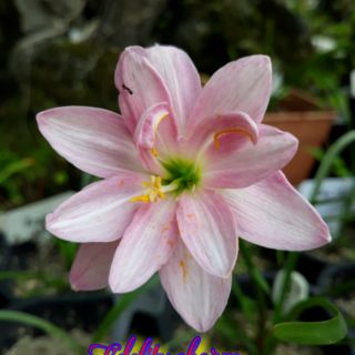 1 củ huệ mưa kép