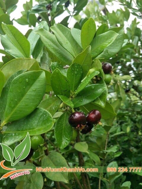 Bán Cây Cherry Brazil Cây Giống - Cây Đang Trái