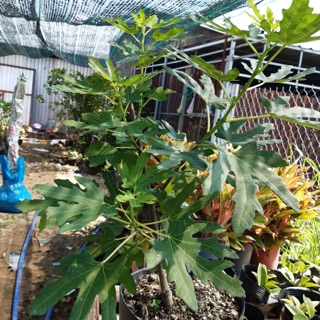 Sung mỹ đang ra trái