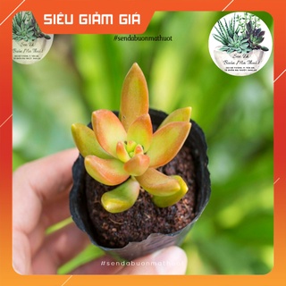 SEN ĐÁ ĐÁ CAM🧚[SIÊU ĐẸP]🧚 - SEN ĐÁ BUÔN MA THUỘT