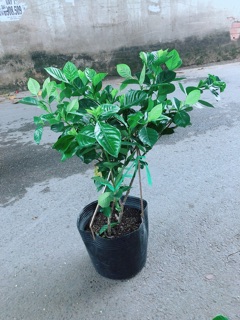 Cây Dành Dành