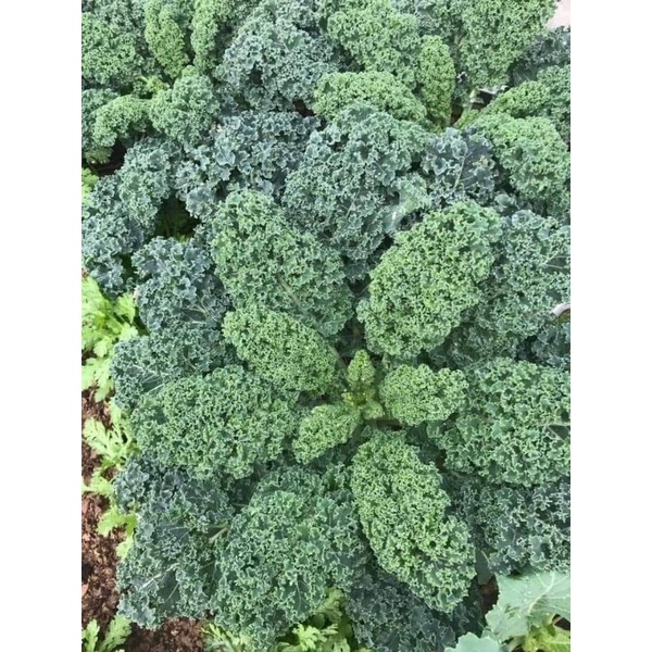 50 hạt cải xoăn kale Trang Nông tập làm vườn
