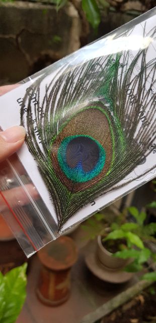 Lông công ốp điện thoại/ipad,mtb | BigBuy360 - bigbuy360.vn