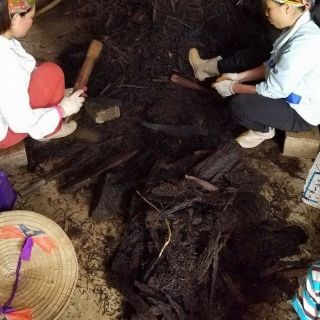Dớn cắt miếng trồng lan