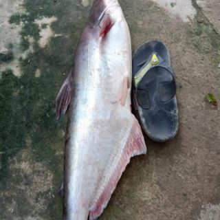 Mồi câu cá tra K1