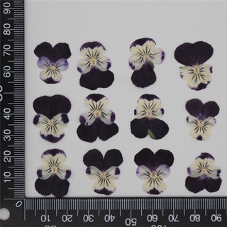 set 3 Hoa tam sắc