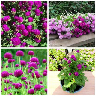 HẠT GIỐNG HOA CÚC BÁCH NHẬT NHIỀU MÀU