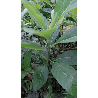 Cây mật gấu