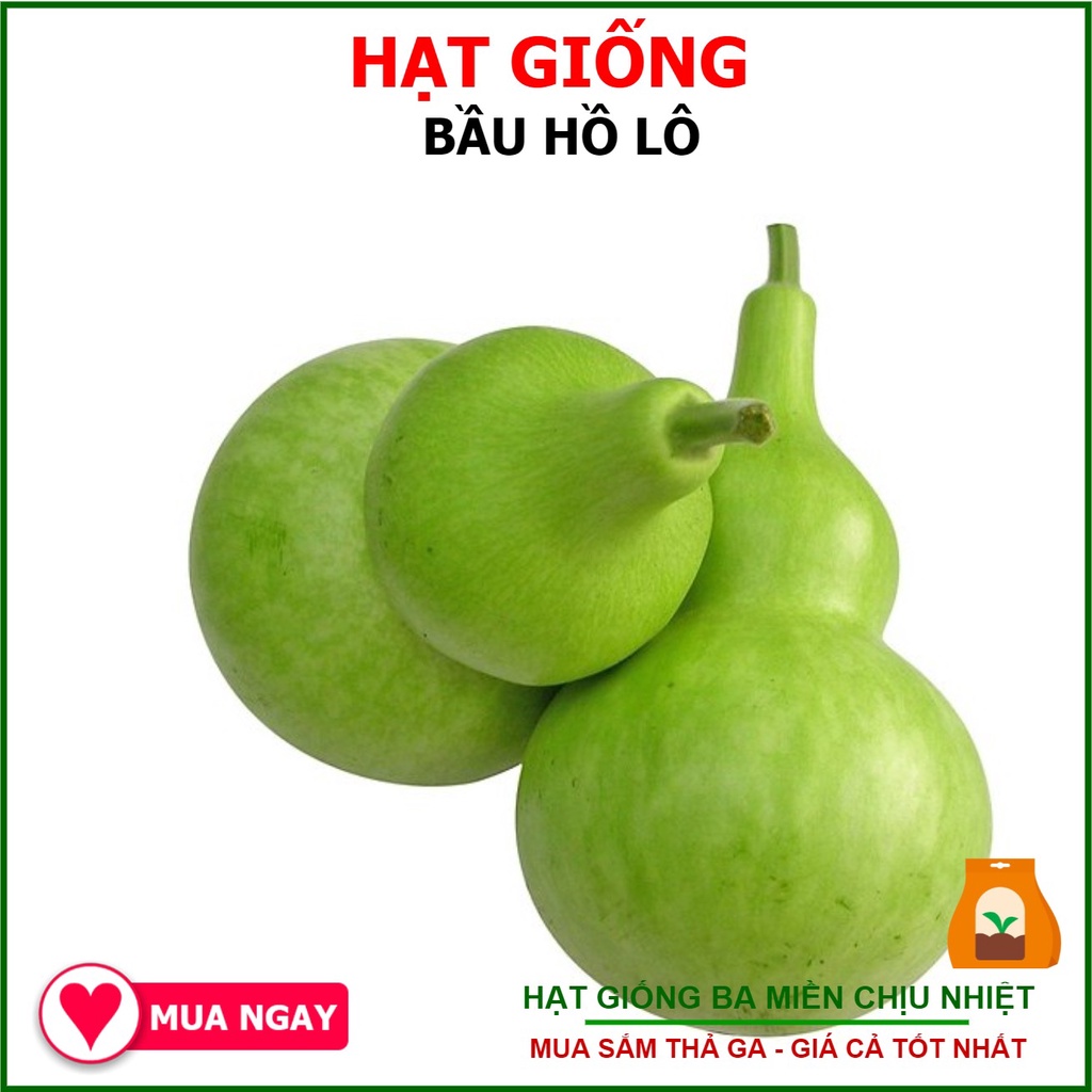 Hạt Giống Bầu Hồ Lô