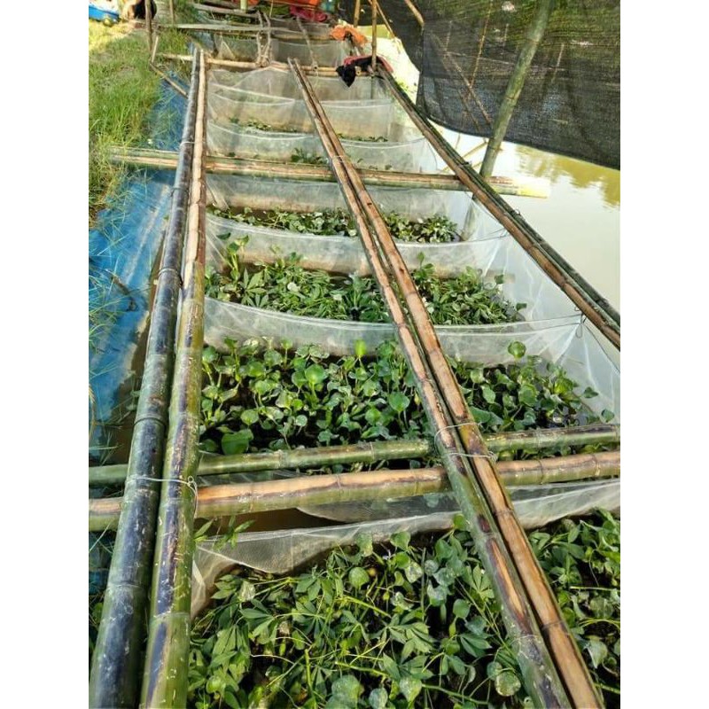 Tráng ,lồng , vèo nuôi ốc nhồi - loại mới nở đến hạt lạc