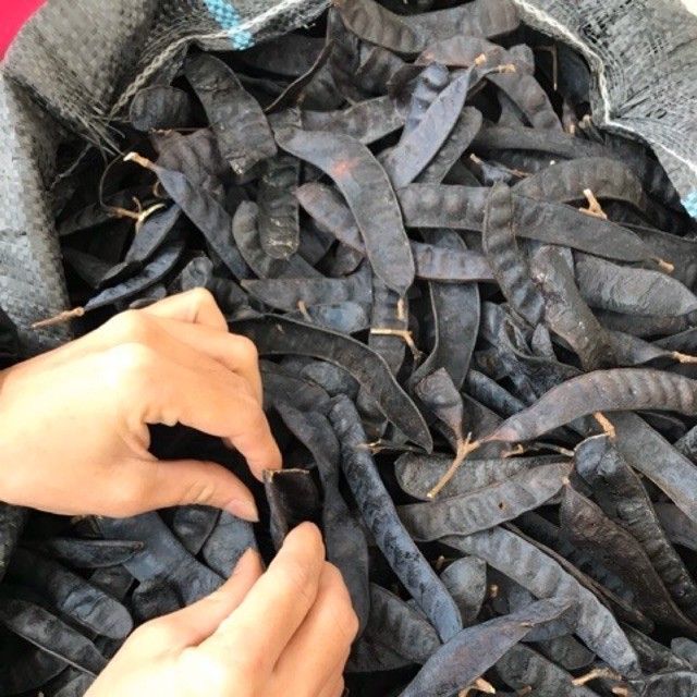 Bồ kết rừng( 1 kg)