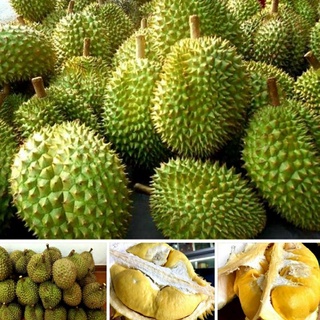 BẦU ĐẤT SẦU RIÊNG RI6 CƠM VÀNG HẠT LÉP (ĐỌT CỨNG GỐC TO )