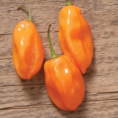 5 Hạt Giống Ớt Cay Habanero Scoville Giống Ớt Cay Nhất Thế Giới Giống Nhập Ngoại 5 Màu