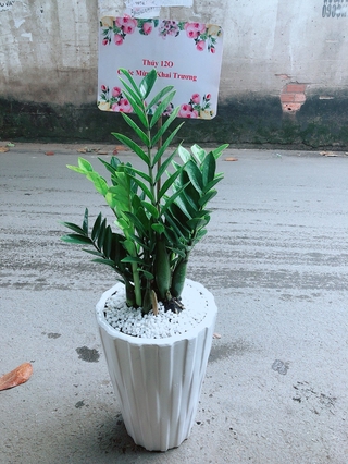 Chậu Cây Kim Phát Tài (Chỉ giao hoả tốc)