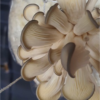 Phôi Nấm Bào Ngư 🍄 cực đễ trồng 🍄 một bịch phôi nấm tặng bí quyết nấu 12 món ngon từ nấm bào ngư