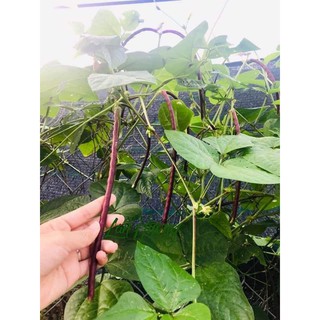 HẠT GIỐNG ĐẬU ĐŨA TÍM