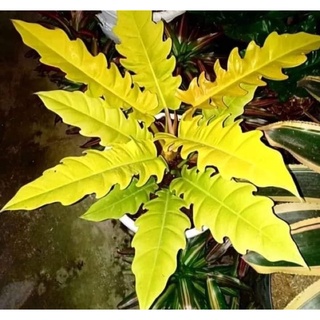 cây ngọn lửa vàng philodendron ring of fire gold