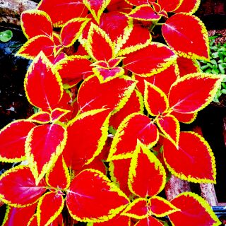 Cây lá gấm đỏ