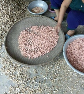 Đậu phộng Hà Tĩnh