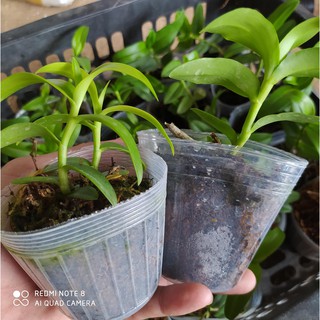 lan giả hạc asa chậu 2.5