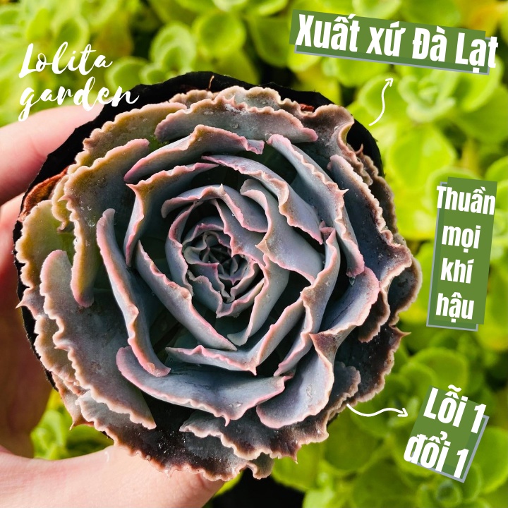 Sen đá bắp cải light purple Đà Lạt size bé cây cảnh trang trí nhà cửa Lolita garden