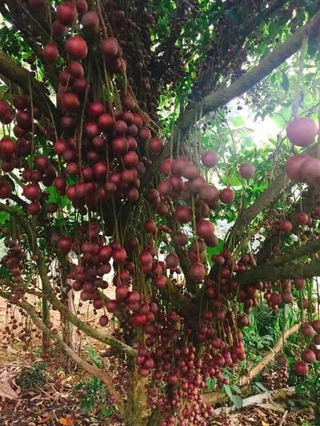 Cây bòn bon đỏ .. 8 tháng cho trái