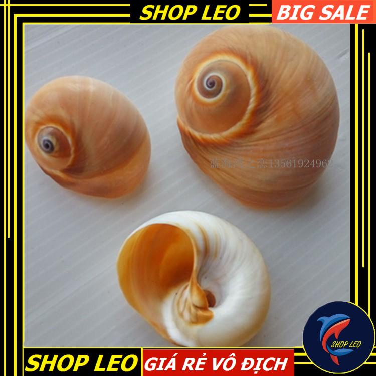 vỏ ốc trang trí