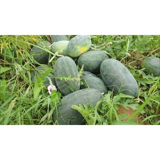 20h - HẠT GIỐNG DƯA HẤU