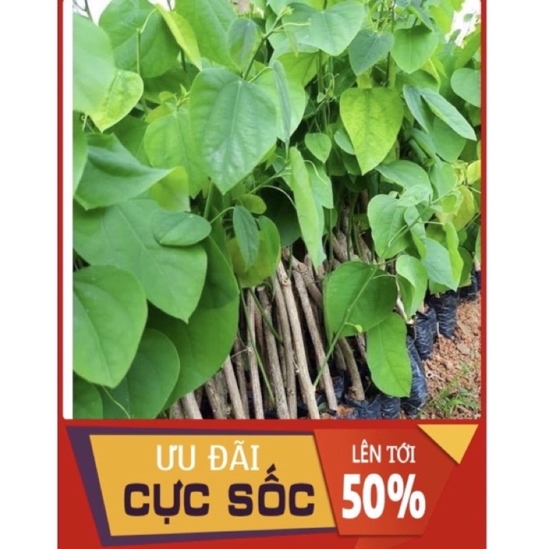 Cây Rau Bò Khai ( Cây Dược Liệu )