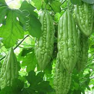 10H - HẠT GIỐNG KHỔ QUA