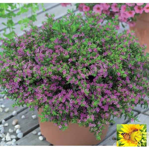 Hạt giống cẩm tú mai cao 15-20cm đường kính 15-20 HẠT hoa nở rực rỡ