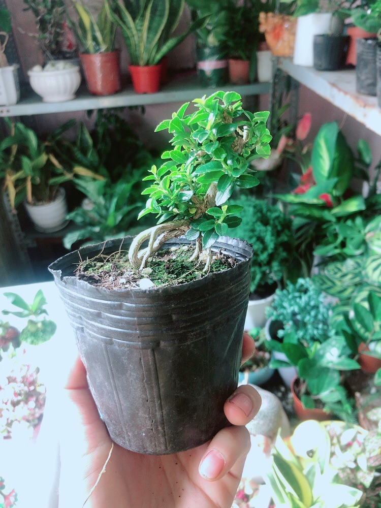 Sam Hương Bonsai