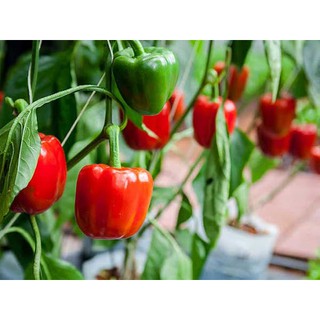 20 hạt giống ớt chuông ngọt màu đỏ
