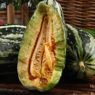 Hạt giống dưa bở titan
