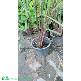 Chậu sả thái
