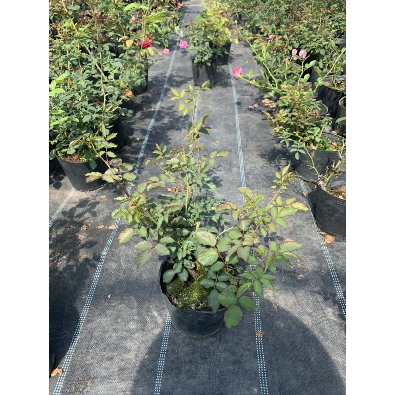 Hoa hồng ngoại Sheherazad - cây nguyên chậu