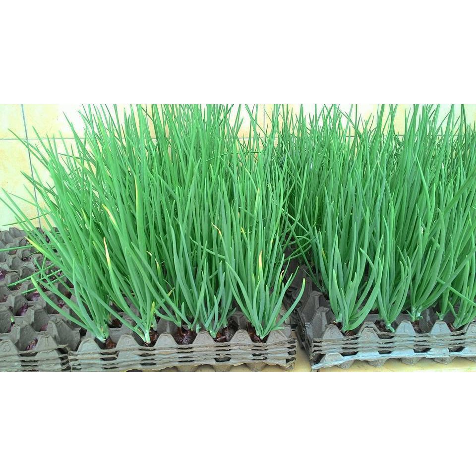 Hạt Giống Hành Lá Gốc Trắng PN-01 Phú Nông - Gói 2gr