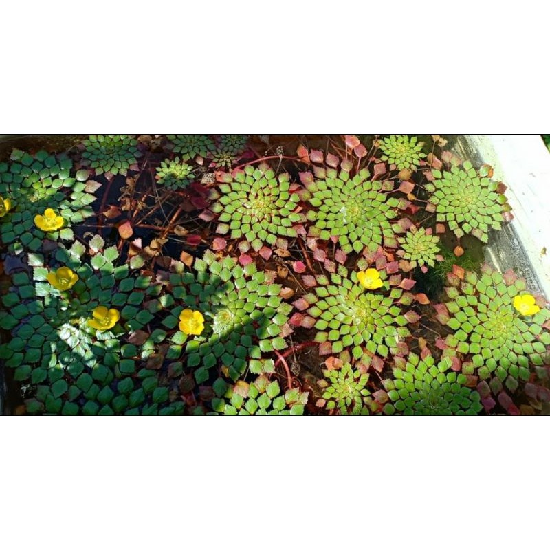 cây ấu thái thủy sinh - bán cạn dễ trồng như sen - trang trí bể cá ấu thái top view