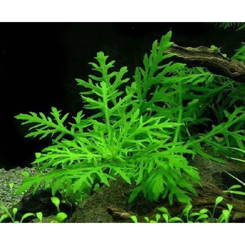 Cây Thuỷ Cúc Thuỷ Sinh