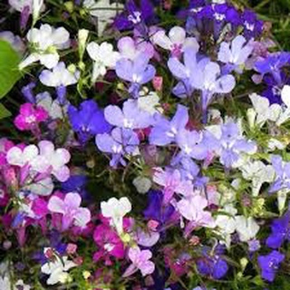 [500 Hạt Giống] - Hạt Giống Hoa Cúc Cánh Bướm Lobelia Mix Màu - Tặng Kèm Phân Bón