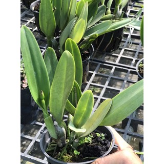 Phong Lan Catleya mini trắng tím