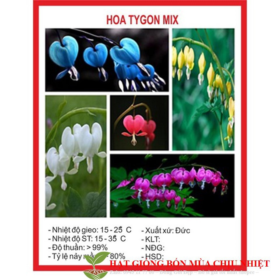 Hạt giống hoa tigon mix 5 mầu Xanh trắng hồng đỏ vàng gói 20 HẠT ĐẾN MÙA TRỒNG TẾT luckyseed hạt siêu rẻ