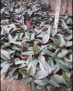 Trầu bà đế vương