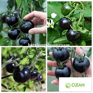 Hạt giống cà chua bi đen 30 hạt