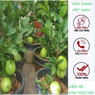 Cây giống ổi lùn trồng chậu
